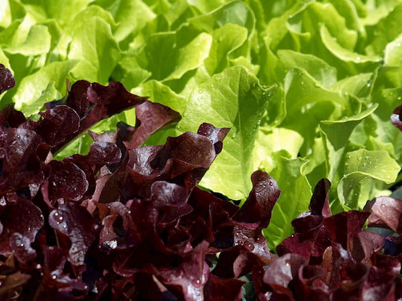 Salade de feuilles de chêne