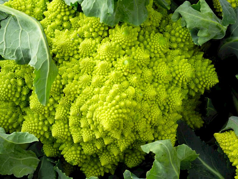 Romanesco