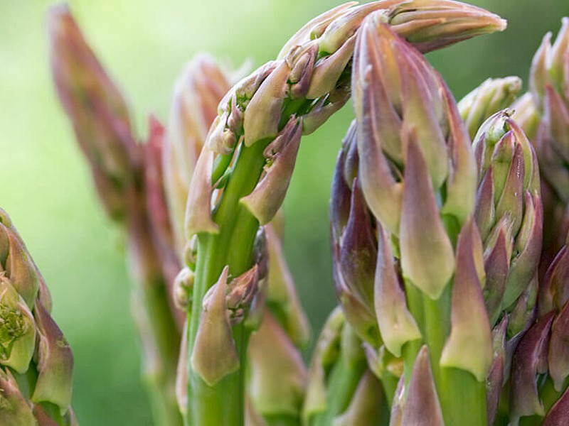 Asperge